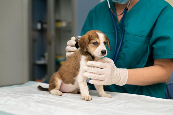 Global Veterinary Formulation Market Outlook,Growth Drivers,Future Trends,Top Companies And Business Growing Strategies.