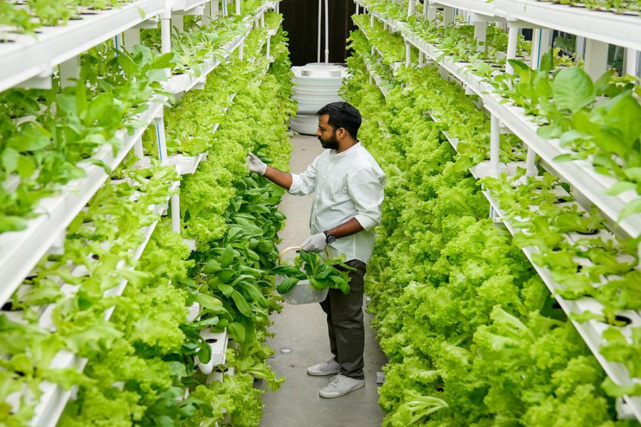 Indoor Farming Market Outlook 2023-2028, Top Vendor Share, Size, Strategic Analysis, Growth Opportunity, and Forecast