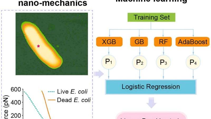 Novel method uses nanomechanics and machine learning for rapid bacterial viability detection