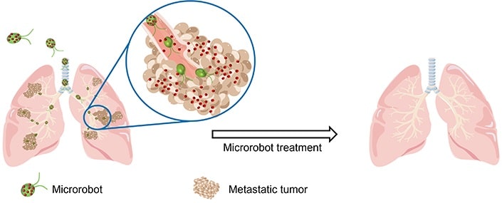 Microrobots deliver cancer drugs to lung tumors in mice