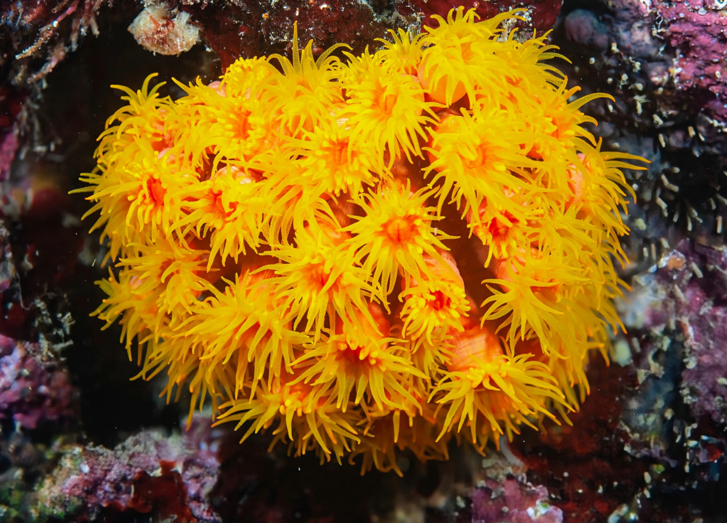 Scientists discover how microplastics accumulate in coral reefs