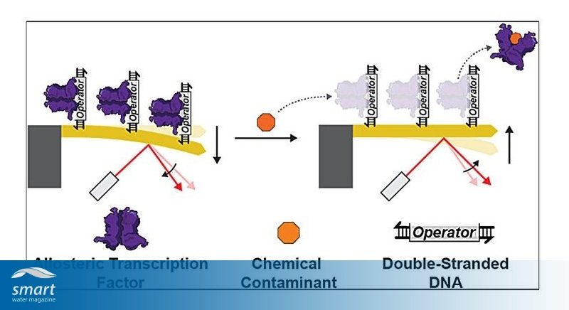 Contamination detection tool merges synthetic biology & nanotech for ultrasensitive water testing