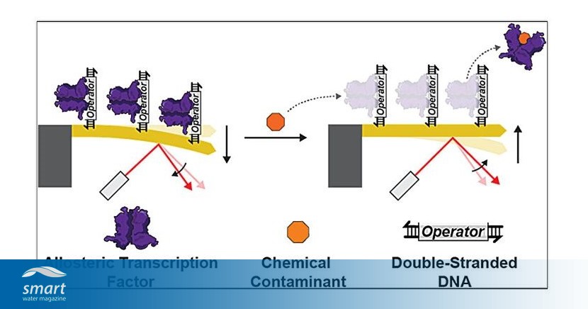 Contamination detection tool merges synthetic biology & nanotech for ultrasensitive water testing