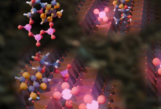 Iron Oxides Boost Phosphorus Release for Enhanced Plant Growth