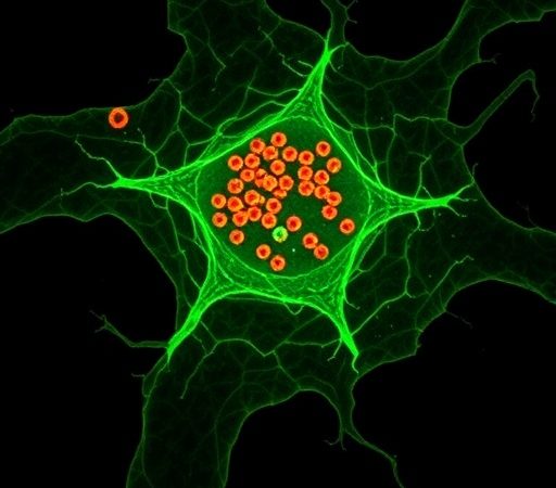 Logic-Gated Trispecific Engager Boosts Tumor Macrophage Killing