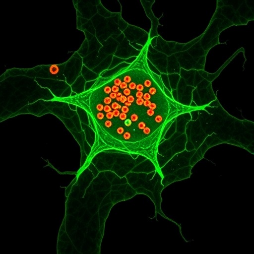 Logic-Gated Trispecific Engager Boosts Tumor Macrophage Killing