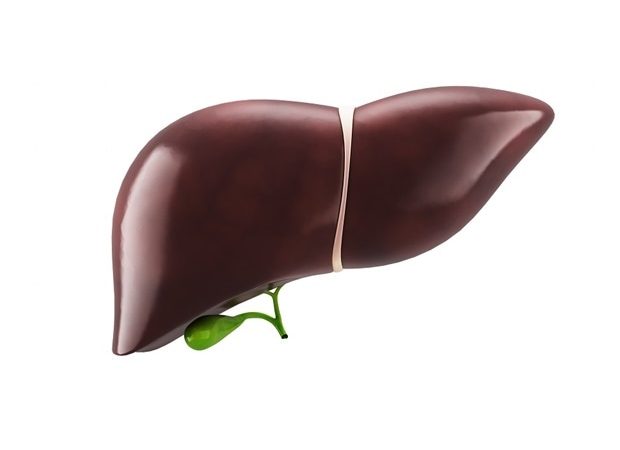Synthetic biology approach boosts growth of implanted liver tissue
