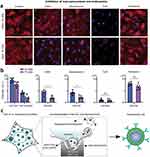 Three images showing cellular uptake, quantitative intensity analysis, and a schematic illustration of macropinocytosis on nanoporous surfaces.
