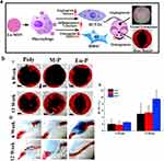 Two-part image showing the effects of Eu-MSNs on bone regeneration and angiogenesis. Includes a mechanistic diagram, Micro-CT images, quantitative analysis, and histological staining.